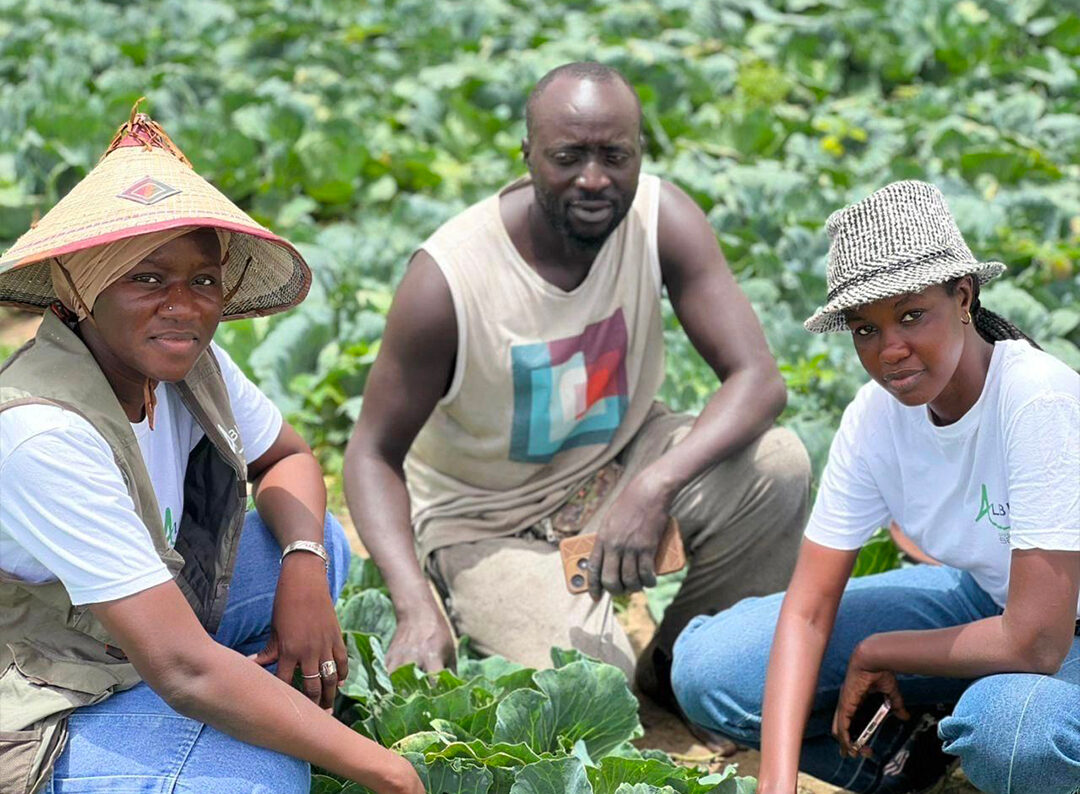 Suivi de démonstration du chou Nuzaka à Tallane : ALBISIA aux côtés du producteur Mbaye dans les Niayes